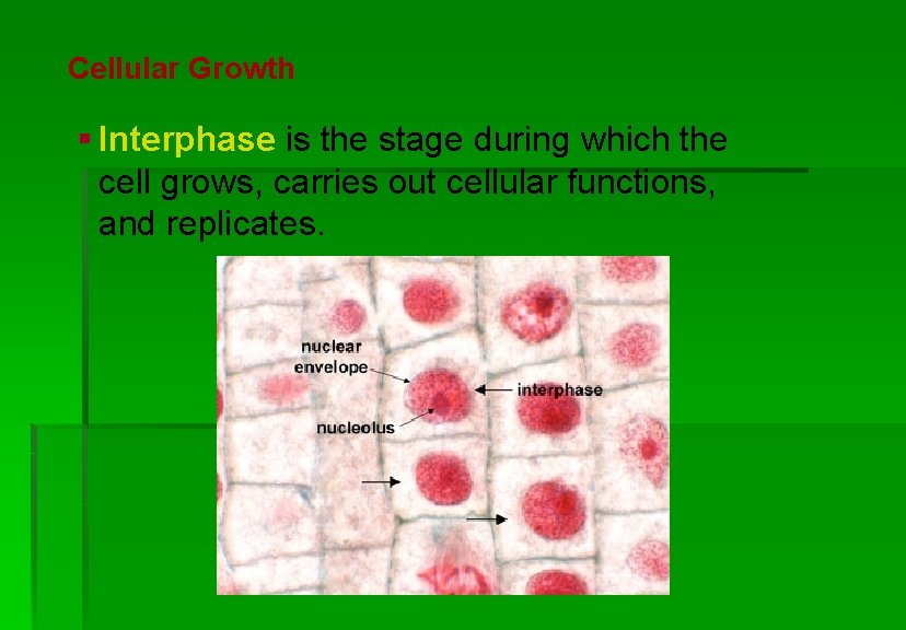 Cellular Reproduction Cellular Growth § Interphase is the stage during which the cell grows,