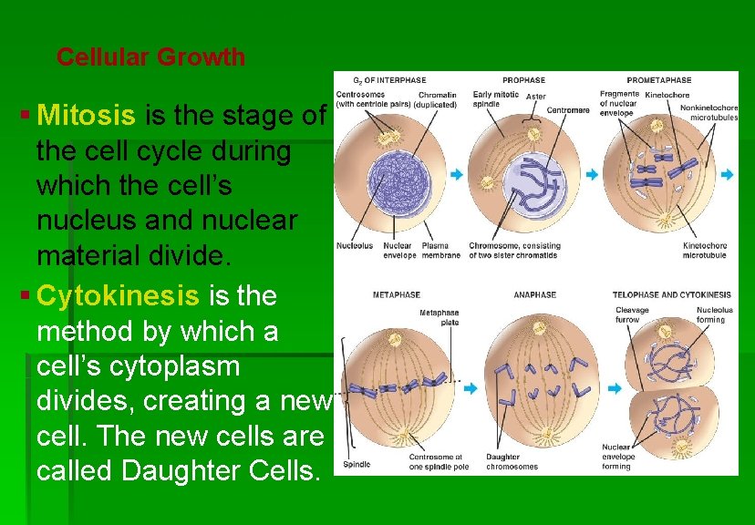 Cellular Reproduction Cellular Growth § Mitosis is the stage of the cell cycle during
