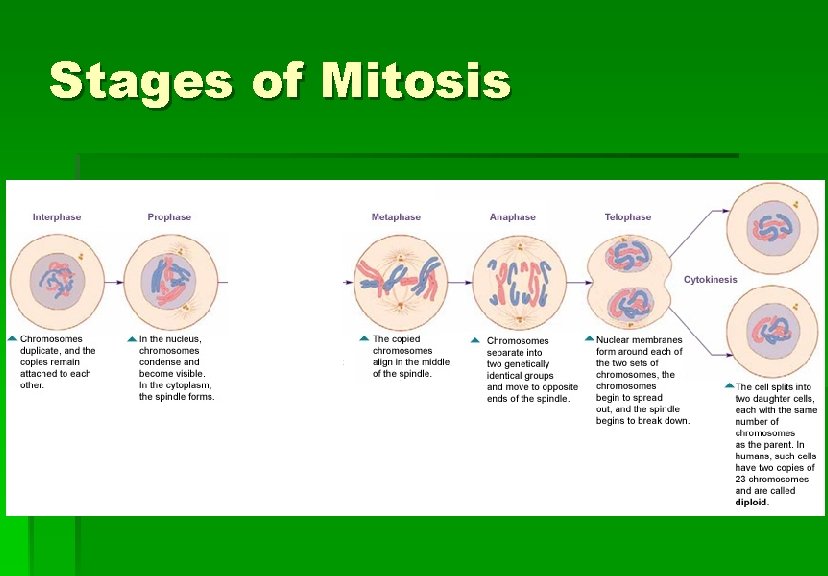 Stages of Mitosis 