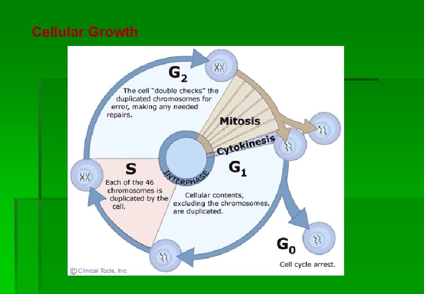 Cellular Growth 