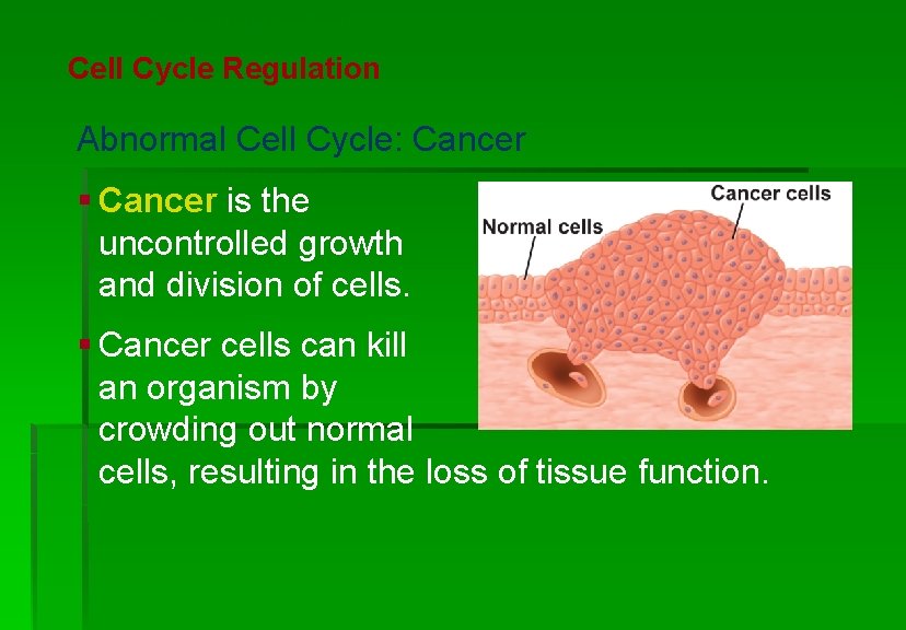 Cellular Reproduction Cell Cycle Regulation Abnormal Cell Cycle: Cancer § Cancer is the uncontrolled