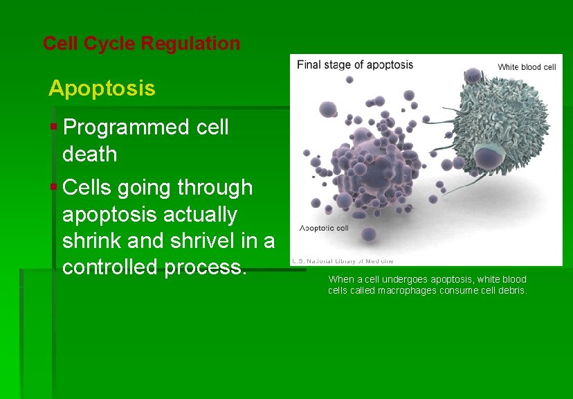 Cellular Reproduction Cell Cycle Regulation Apoptosis § Programmed cell death § Cells going through