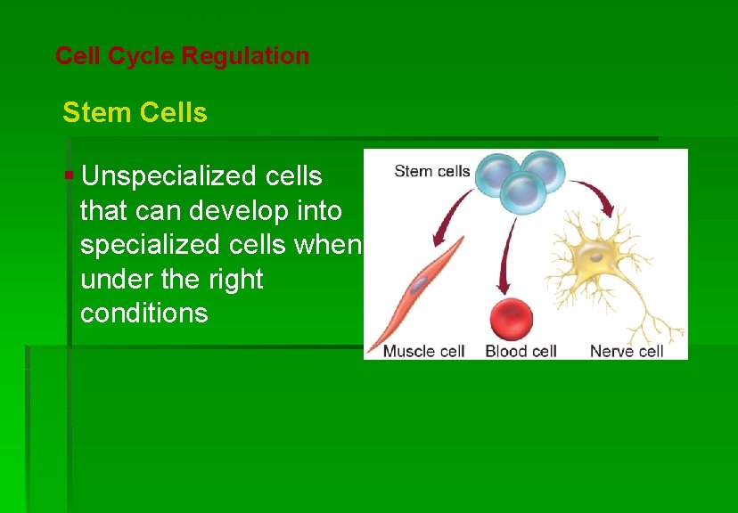 Cellular Reproduction Cell Cycle Regulation Stem Cells § Unspecialized cells that can develop into