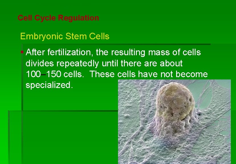 Cellular Reproduction Cell Cycle Regulation Embryonic Stem Cells § After fertilization, the resulting mass