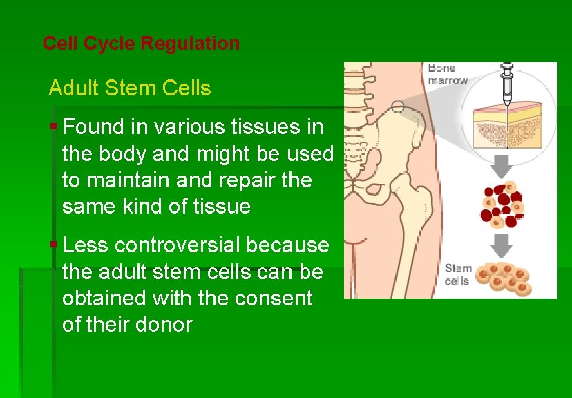 Cellular Reproduction Cell Cycle Regulation Adult Stem Cells § Found in various tissues in
