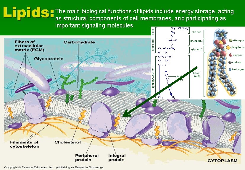 main biological functions of lipids include energy storage, acting Lipids: The as structural components