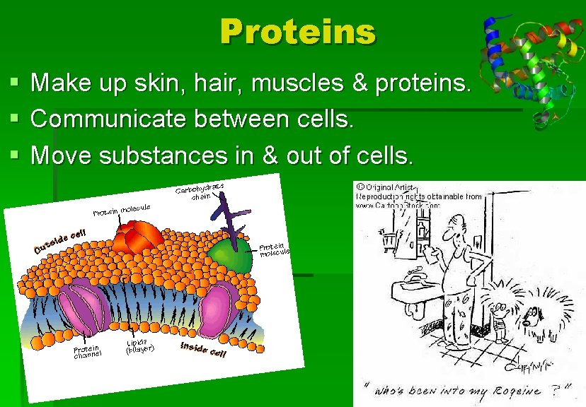 Proteins § Make up skin, hair, muscles & proteins. § Communicate between cells. §