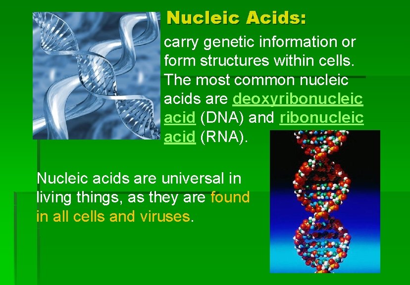 Nucleic Acids: carry genetic information or form structures within cells. The most common nucleic