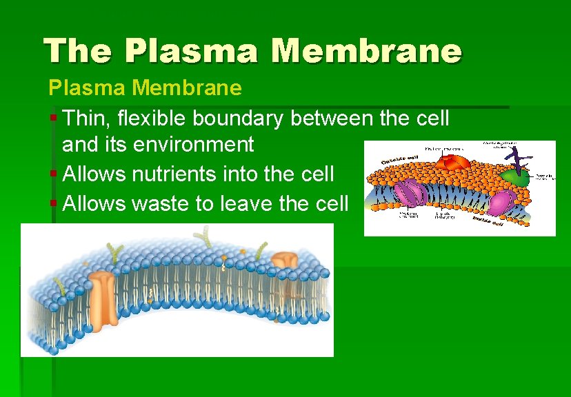 Cellular Structure and Function The Plasma Membrane § Thin, flexible boundary between the cell