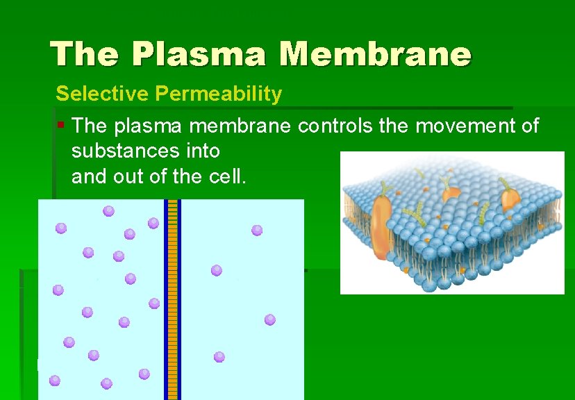 Cellular Structure and Function The Plasma Membrane Selective Permeability § The plasma membrane controls