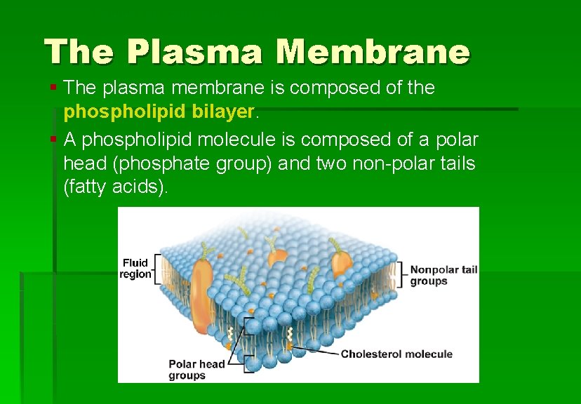 Cellular Structure and Function The Plasma Membrane § The plasma membrane is composed of