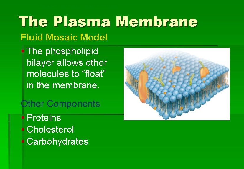 Cellular Structure and Function The Plasma Membrane Fluid Mosaic Model § The phospholipid bilayer