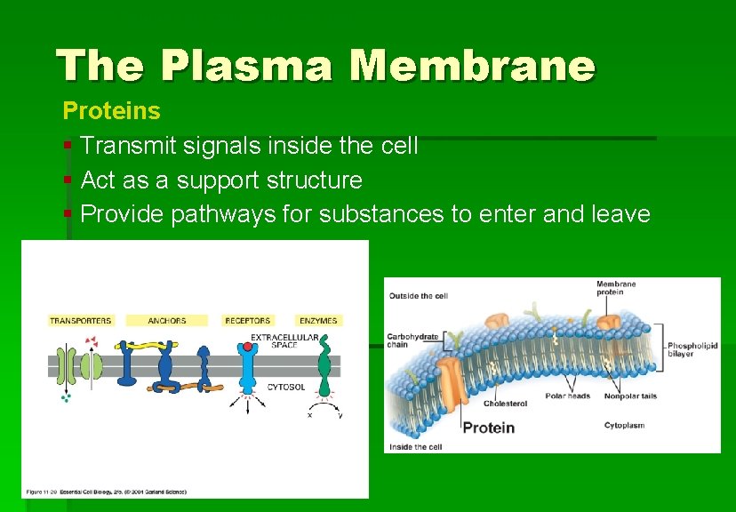 Cellular Structure and Function The Plasma Membrane Proteins § Transmit signals inside the cell