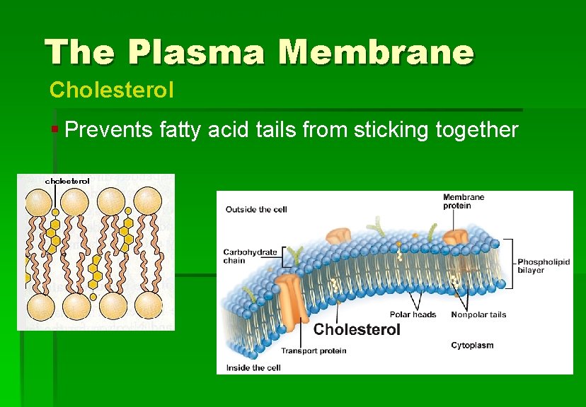 Cellular Structure and Function The Plasma Membrane Cholesterol § Prevents fatty acid tails from