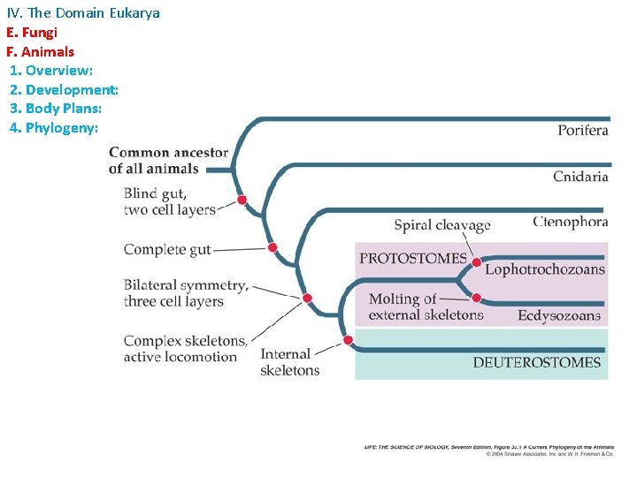 IV. The Domain Eukarya E. Fungi F. Animals 1. Overview: 2. Development: 3. Body