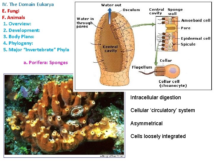 IV. The Domain Eukarya E. Fungi F. Animals 1. Overview: 2. Development: 3. Body