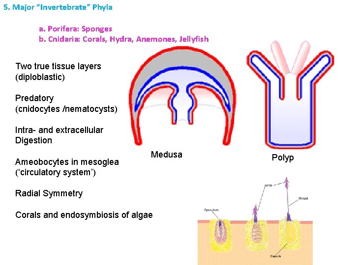 5. Major “Invertebrate” Phyla a. Porifera: Sponges b. Cnidaria: Corals, Hydra, Anemones, Jellyfish Two