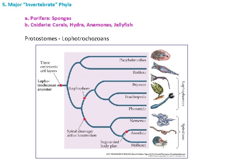 5. Major “Invertebrate” Phyla a. Porifera: Sponges b. Cnidaria: Corals, Hydra, Anemones, Jellyfish Protostomes 5. Major “Invertebrate” Phyla a. Porifera: Sponges b. Cnidaria: Corals, Hydra, Anemones, Jellyfish Protostomes
