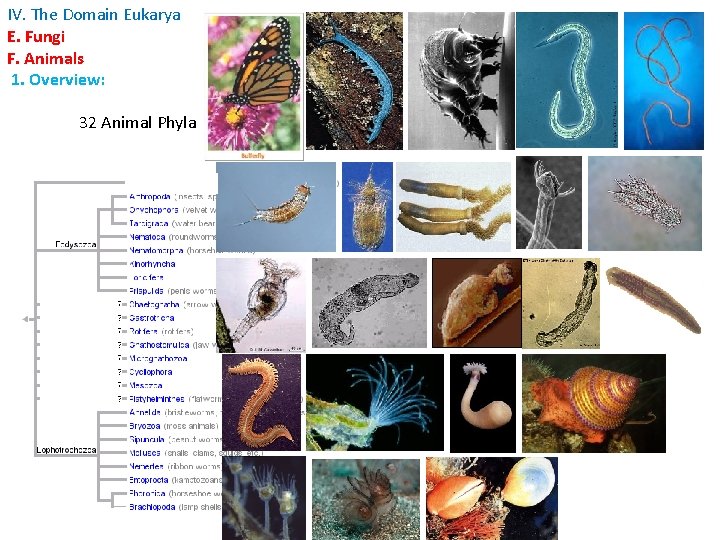 IV. The Domain Eukarya E. Fungi F. Animals 1. Overview: 32 Animal Phyla 