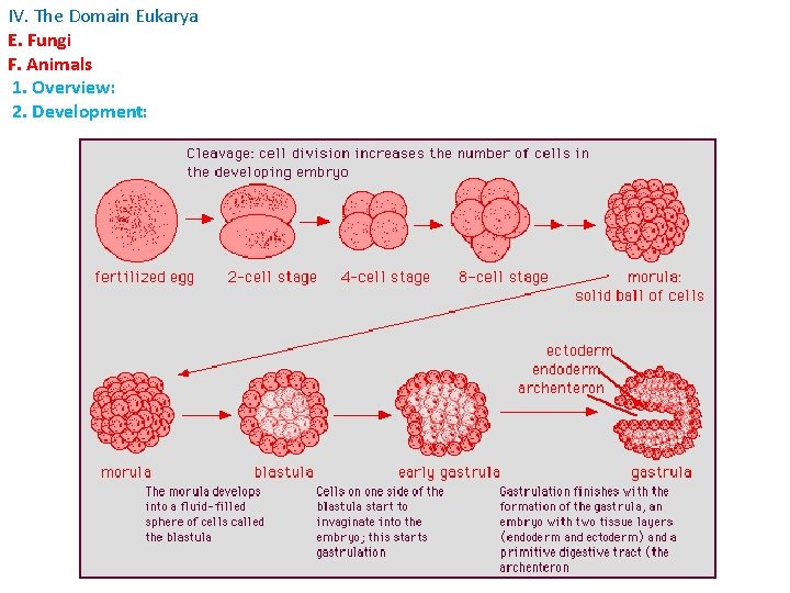 IV. The Domain Eukarya E. Fungi F. Animals 1. Overview: 2. Development: 