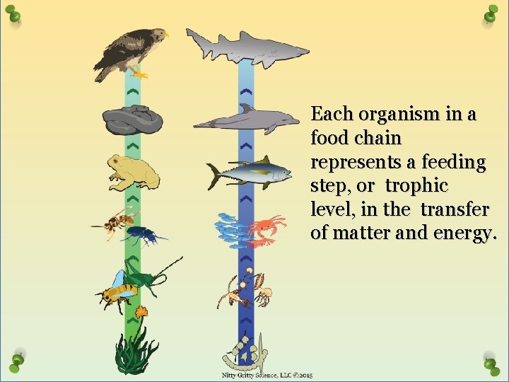 Each organism in a food chain represents a feeding step, or trophic level, in