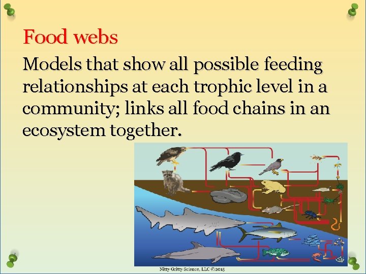 Food webs Models that show all possible feeding relationships at each trophic level in