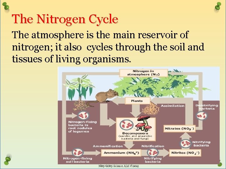 The Nitrogen Cycle The atmosphere is the main reservoir of nitrogen; it also cycles