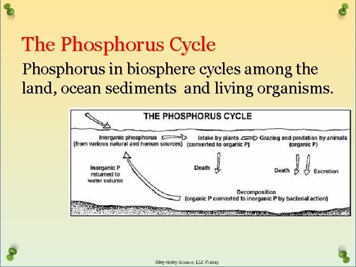 The Phosphorus Cycle Phosphorus in biosphere cycles among the land, ocean sediments and living