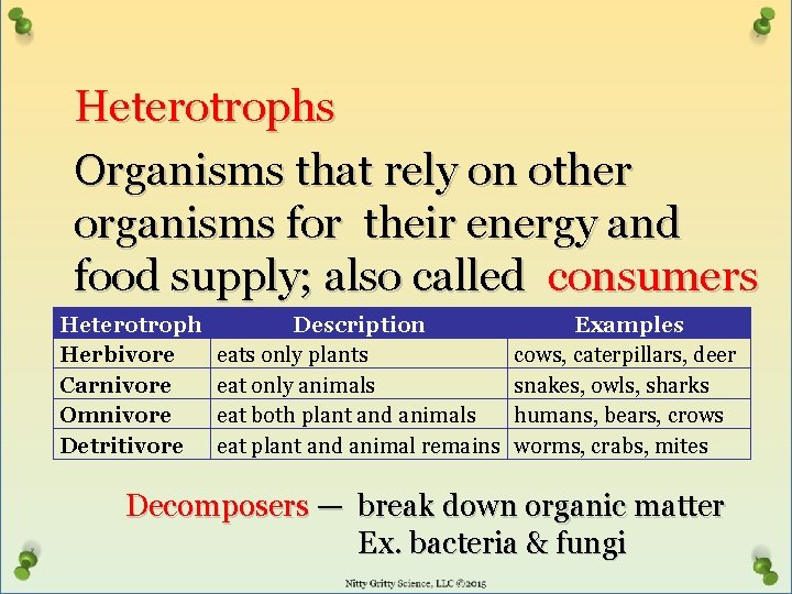 Heterotrophs Organisms that rely on other organisms for their energy and food supply; also