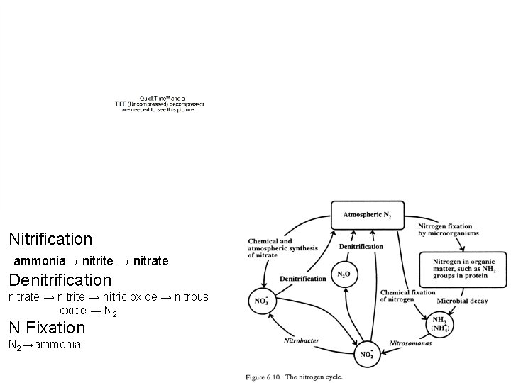 Nitrification ammonia→ nitrite → nitrate Denitrification nitrate → nitric oxide → nitrous oxide → Nitrification ammonia→ nitrite → nitrate Denitrification nitrate → nitric oxide → nitrous oxide →