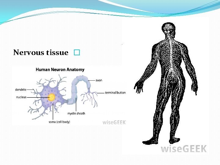 Nervous tissue � 