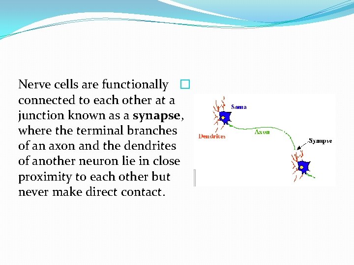 Nerve cells are functionally � connected to each other at a junction known as