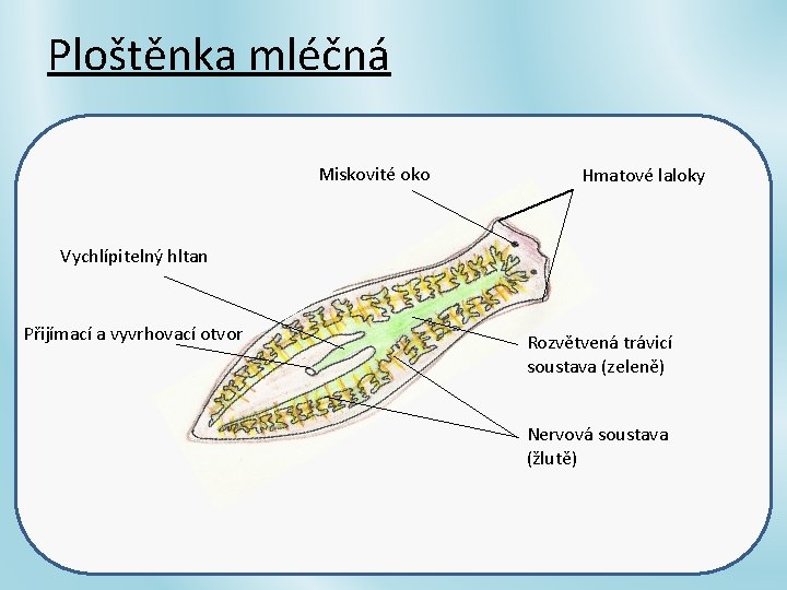 Ploštěnka mléčná Miskovité oko Hmatové laloky Vychlípitelný hltan Přijímací a vyvrhovací otvor Rozvětvená trávicí