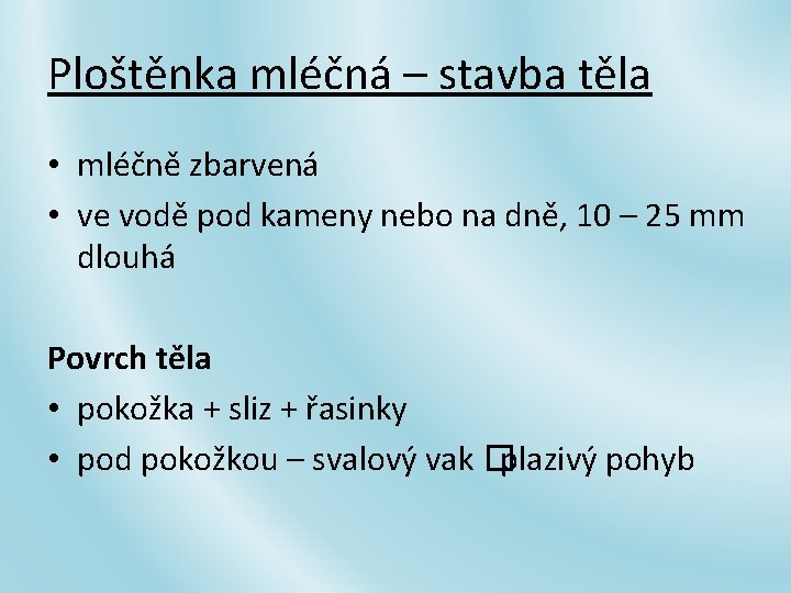 Ploštěnka mléčná – stavba těla • mléčně zbarvená • ve vodě pod kameny nebo