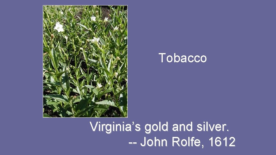 Tobacco Virginia’s gold and silver. -- John Rolfe, 1612 Tobacco Virginia’s gold and silver. -- John Rolfe, 1612