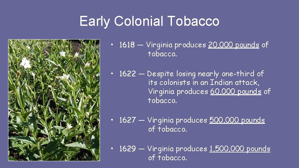 Early Colonial Tobacco • 1618 — Virginia produces 20, 000 pounds of tobacco. • Early Colonial Tobacco • 1618 — Virginia produces 20, 000 pounds of tobacco. •