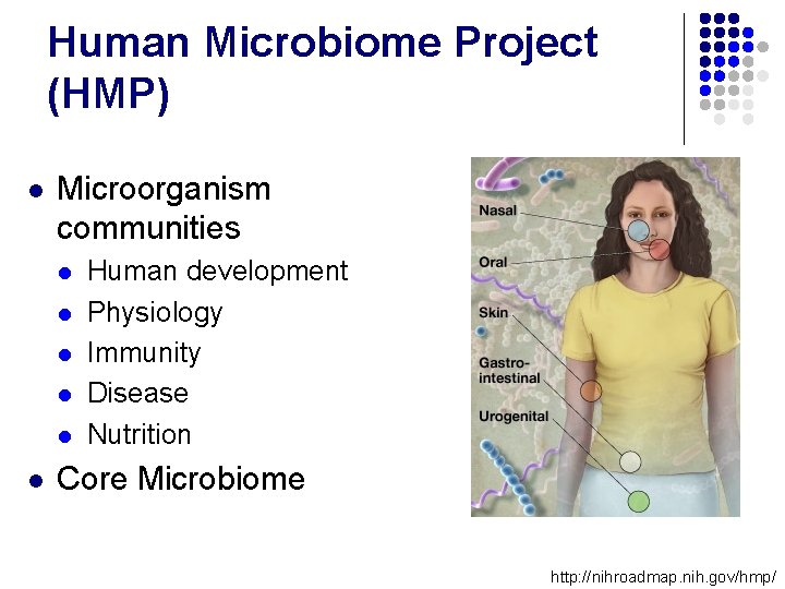 Human Microbiome Project (HMP) l Microorganism communities l l l Human development Physiology Immunity