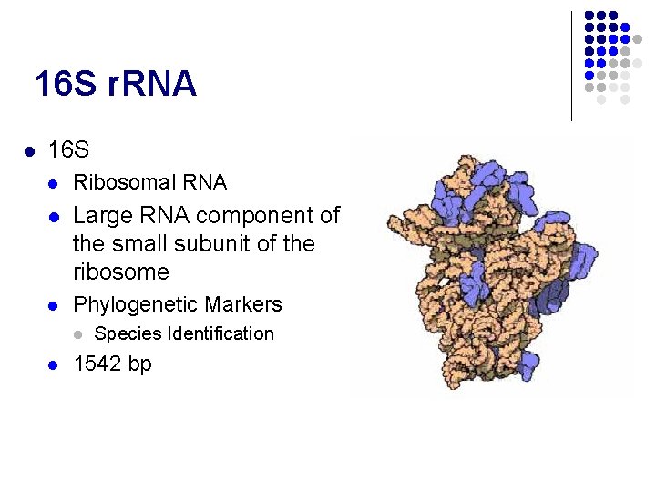 16 S r. RNA l 16 S l Ribosomal RNA l Large RNA component