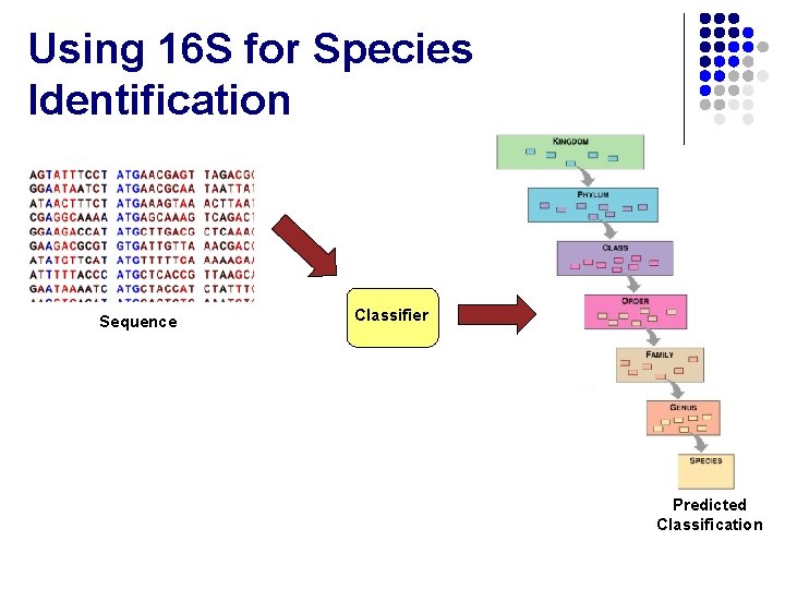 Using 16 S for Species Identification Sequence Classifier Predicted Classification 