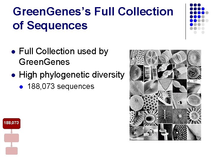 Green. Genes’s Full Collection of Sequences l l Full Collection used by Green. Genes