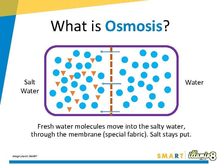 What is Osmosis? Salt Water Fresh water molecules move into the salty water, through