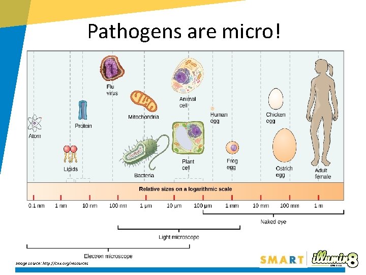 Pathogens are micro! Image source: http: //cnx. org/resources 