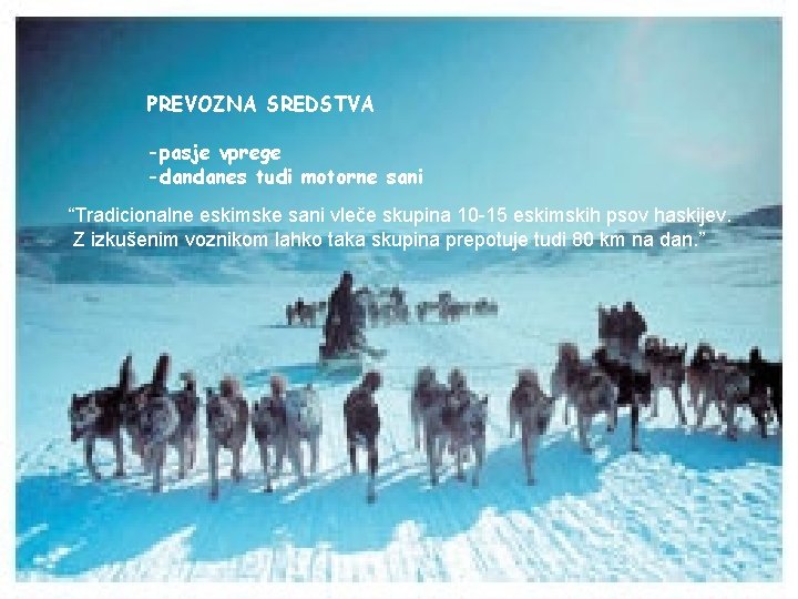 PREVOZNA SREDSTVA -pasje vprege -dandanes tudi motorne sani “Tradicionalne eskimske sani vleče skupina 10