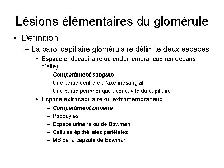 Lésions élémentaires du glomérule • Définition – La paroi capillaire glomérulaire délimite deux espaces