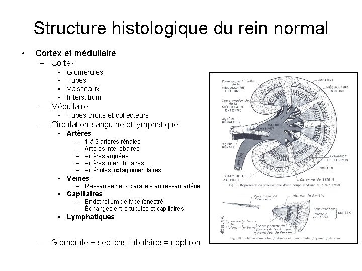 Structure histologique du rein normal • Cortex et médullaire – Cortex • • Glomérules