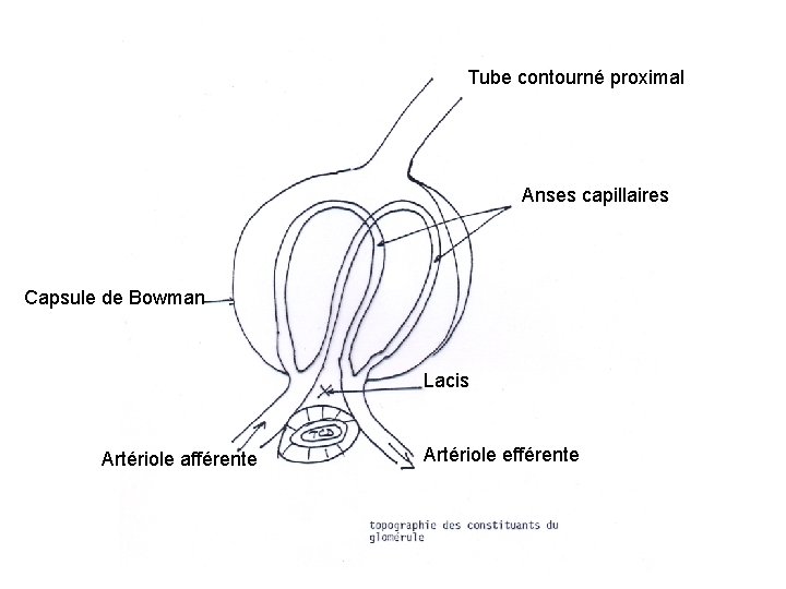 Tube contourné proximal Anses capillaires Capsule de Bowman Lacis Artériole afférente Artériole efférente 