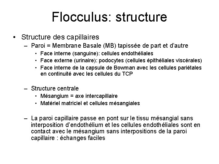 Flocculus: structure • Structure des capillaires – Paroi = Membrane Basale (MB) tapissée de