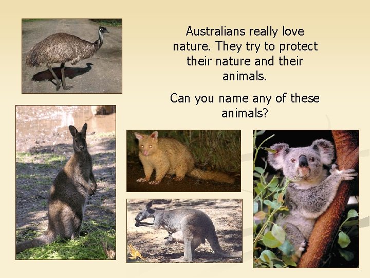 Australians really love nature. They try to protect their nature and their animals. Can