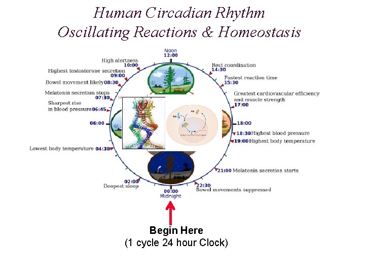 Human Circadian Rhythm Oscillating Reactions & Homeostasis Begin Here (1 cycle 24 hour Clock)