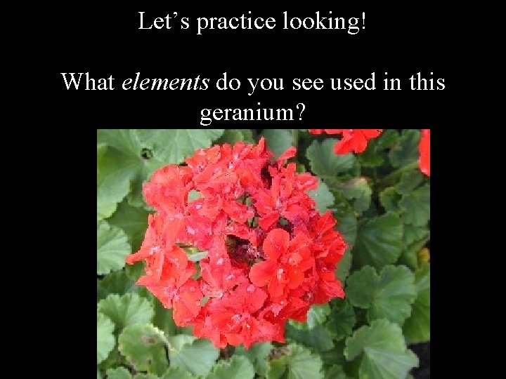 Let’s practice looking! What elements do you see used in this geranium? 